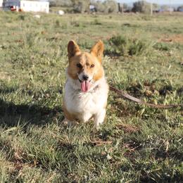 Gunner - Pembroke Welsh Corgi