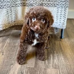 Cocoa - Brown female Bernedoodle puppy in Danielsville, Georgia from Meg's Doodles and Poodles