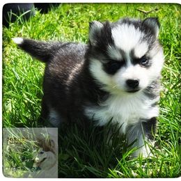 Pomsky Puppies from Foxfire Arctic Spitz