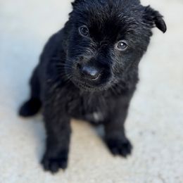 German Shepherd Puppies from Bluegrass Country German Shepherds
