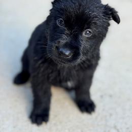 German Shepherd Puppies from Bluegrass Country German Shepherds
