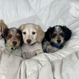 Dachshund and Golden Retriever Puppies from Wyo Dachshunds & Goldens