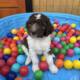 Saint Berdoodle Puppies from Gentle Giant Saint Berdoodles