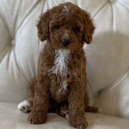 Daisy - Red  female Goldendoodle puppy in Kansas City, Kansas from Bella & Ivy’s Mini Goldendoodles of KC
