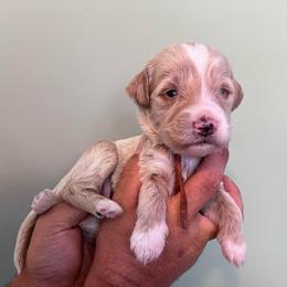 Clover - Red  male Goldendoodle puppy in Calera, Alabama from Red Mountain Minis