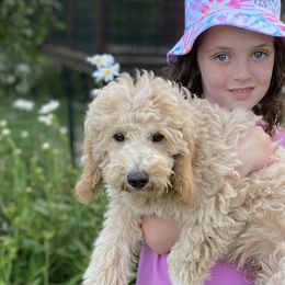 Goldendoodle puppies from Snuggle Me Doodles