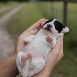 Glory - Black and white female Aussiedoodle puppy in Lake City, Florida from North Florida Poodles and Doodles