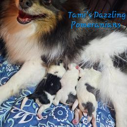 Jewels - Pomeranian