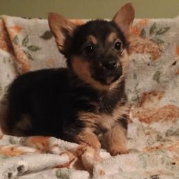 Special needs - Black and tan female American Corgi puppy in Pioneer, Michigan from Country Corners Corgis