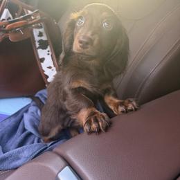 Cockapoo, Dachshund, and Miniature Schnauzer Puppies from LUXEYPUPS
