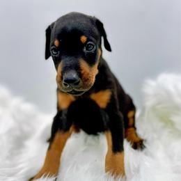 Girl 1 - Black and rust female Doberman Pinscher puppy in Medina, Tennessee from Valorosa Doberman Kennel
