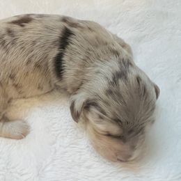 Dachshund Puppies from A Girl and Her Dachshund Pack