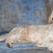 English Setters from Covenant English Setters