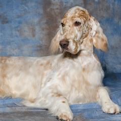 English Setters from Covenant English Setters
