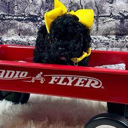 Rose - Black female Poodle puppy in Lancaster, Missouri from Cavapoo Acres