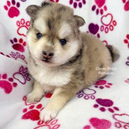 Hudson - Merle male Pomsky puppy in Sheffield, Iowa from Clover Ridge Pomskies