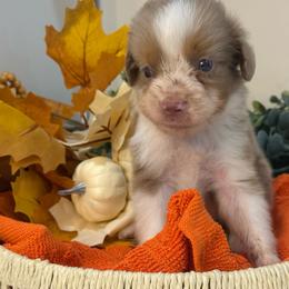 Theo - Red merle male Toy Australian Shepherd puppy in Ambrose, Georgia from Brandilyn's Aussies