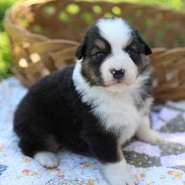 Girl 4 - Black tri-color female Australian Shepherd puppy in Bagley, Iowa from Diamond M Aussies