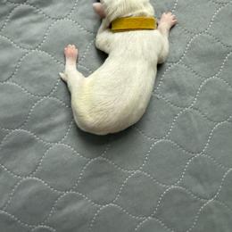 Pluto - White and black male Dalmatian puppy in San Antonio, Texas from Salermo’s farm