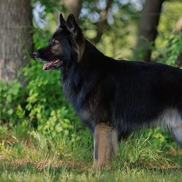 German Shepherds from LORI Zanin