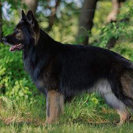 German Shepherds from LORI Zanin