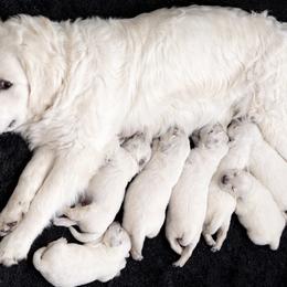 Bamboo Boy 2 - Light golden male Golden Retriever puppy in Fort Morgan, Colorado from Golden Girls Kennels, LLC