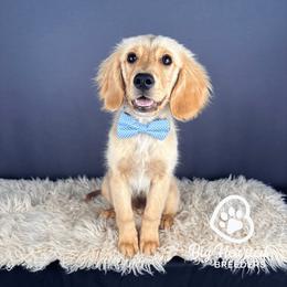 Cairo - Cream male Companion Cross puppy in Utah County, Utah from Big Hearted Breeders