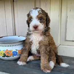 Sable - Sable male Bernedoodle puppy in Graham, Texas from 2 Rose Ranch Doodles