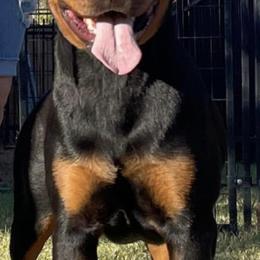 Rottweiler Puppies from GrowlHausRotts