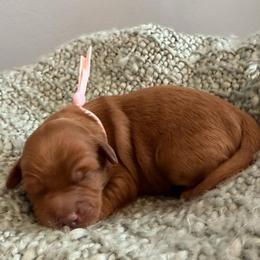 Baby Pink - Red  female Goldendoodle puppy in Greenville, South Carolina from Law Doodles of SC
