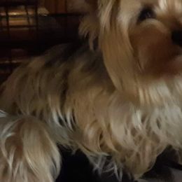 Yorkshire Terrier All Grown Up from West Texas Moonshine Yorkies