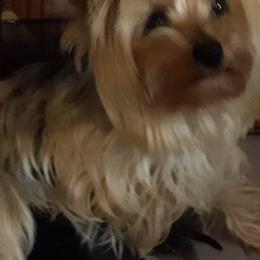 Yorkshire Terrier All Grown Up from West Texas Moonshine Yorkies