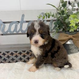 Miss Spangle - Merle female Bernedoodle puppy in Hegins, Pennsylvania from Bubbling Springs Doodles, LLC