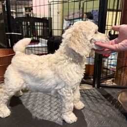 Girl 3 - Cream female Poodle puppy in Walpole, Massachusetts from Harborstone Poodles and Terriers