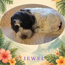 Girl 1 - Brown roan female Lagotto Romagnolo puppy in Salida, California from Harper's Lagotti
