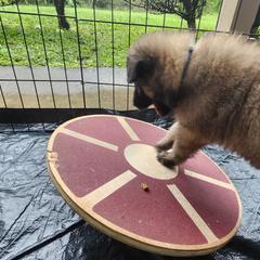Belgian Tervuren Puppies from Baulerschmidt Belgians