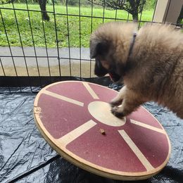 Belgian Tervuren Puppies from Baulerschmidt Belgians