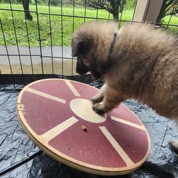 Belgian Tervuren Puppies from Baulerschmidt Belgians