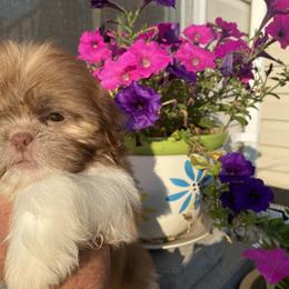 Girl 2 Bella - Liver and white female Shih Tzu puppy in Troy, Michigan from "Shihtzu Best Friend"