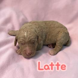 Latte - Cream female Poodle puppy in Ellenburg Center, New York from Kristin's Puppies
