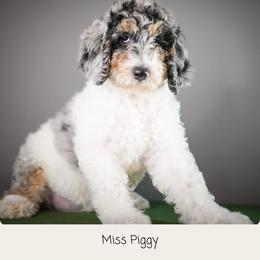 Miss Piggy - Merle female Goldendoodle puppy in Caldwell, Idaho from Boise Doodle Co.