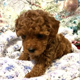 Carter - Red  male Poodle puppy in Hephzibah ( Richmond County ), Georgia from Healing Pawz LLC