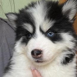 Joy - Black and white female Pomsky puppy in Mc Minnville, Oregon from West Coast Pomskies