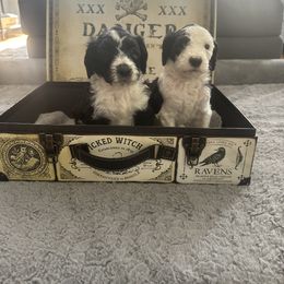Sheepadoodle Puppies from Chicago Sheepadoodles
