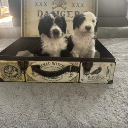 Sheepadoodle Puppies from Chicago Sheepadoodles