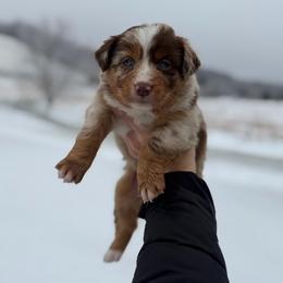 Cindy Lou - Red merle female Australian Shepherd puppy in Tyner, Kentucky from Lil’ Town Aussies