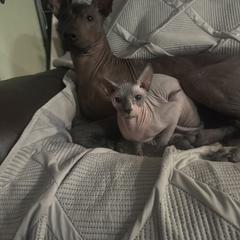 Luna - Xoloitzcuintli