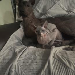 Luna - Xoloitzcuintli