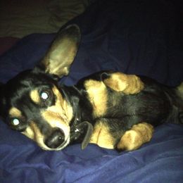 Dachshunds from Roxie's Doxies