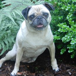 French Bulldogs from Brimstone Farms